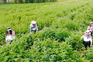 Gobierno otorgará Bono Agrario a productores afectados por lluvias